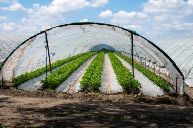 Hollanda 'da plastik film ve tarımla kaplı açık sera inşaatlarında yetişen çiçek açan çilek bitkileri.