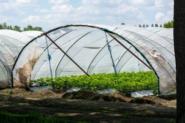 Hollanda 'da plastik film ve tarımla kaplı açık sera inşaatlarında yetişen çiçek açan çilek bitkileri.
