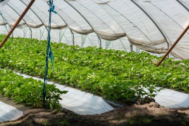 Hollanda 'da plastik film ve tarımla kaplı açık sera inşaatlarında yetişen çiçek açan çilek bitkileri.