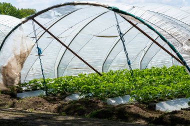 Hollanda 'da plastik film ve tarımla kaplı açık sera inşaatlarında yetişen çiçek açan çilek bitkileri.