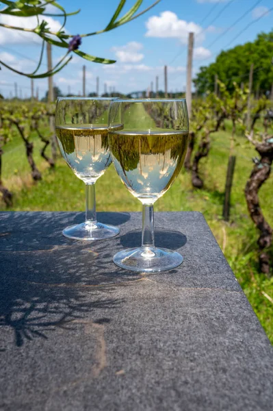 Tasting Dutch White Wine Served Outdoor Green Meadow Vineyard Background — Stock Photo, Image