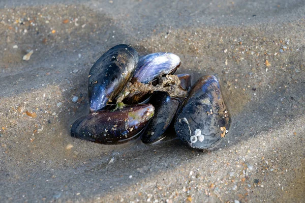 Group Live Mussels Clams Lies Sand Low Tide North Sea — Stock Photo, Image