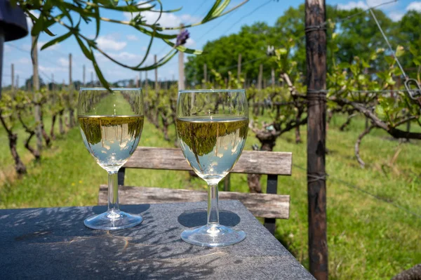 Tasting Dutch White Wine Served Outdoor Green Meadow Vineyard Background — Stock Photo, Image