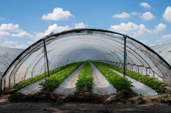 荷兰农业 在覆满塑料膜的开放温室建筑中种植开花草莓植物 — 图库照片