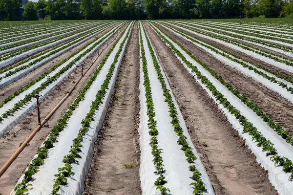 Plantations Young Strawberry Plants Growing Outdoor Soil Covered Plastic Film — Stock Photo, Image