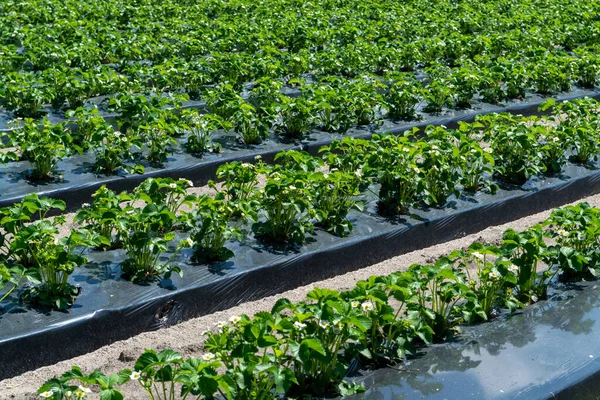 Plantaciones Plantas Jóvenes Fresa Flor Que Crecen Aire Libre Suelo —  Fotos de Stock