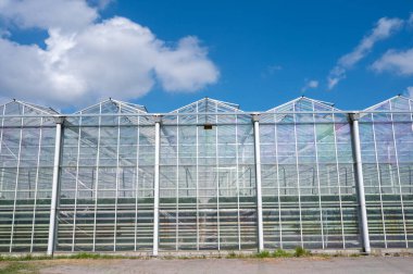 Agriculture in Netherlands, big glass greenhouses used for growing organic vegetables and fruits, flowers in Zeeland clipart