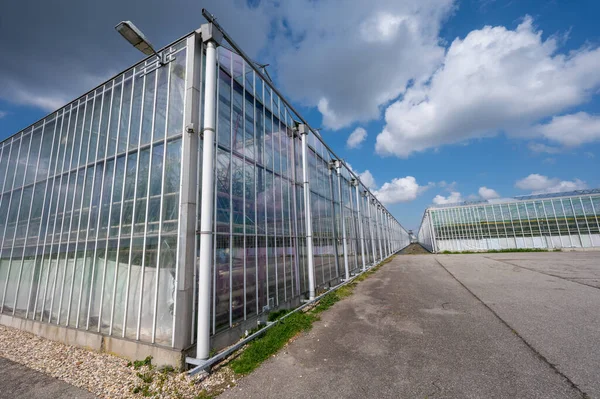 Agriculture Netherlands Big Glass Greenhouses Used Growing Organic Vegetables Fruits — Stock Photo, Image