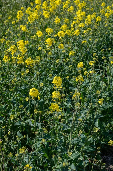 Colecção Botânica Colza Brassica Napus Planta Floração Amarelo Vivo Cultivado — Fotografia de Stock