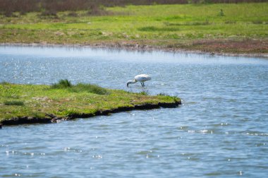 Kuş koleksiyonu, Hollanda, Zeeland 'de doğa koruma lagünü üzerinde yürüyen beyaz kaşık gagası.