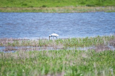 Kuş koleksiyonu, Hollanda, Zeeland 'de doğa koruma lagünü üzerinde yürüyen beyaz kaşık gagası.