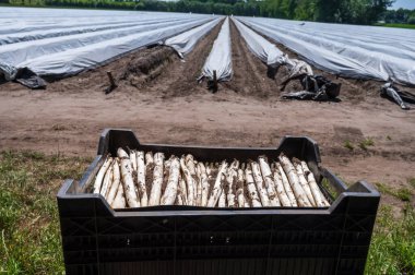 Kuzey Brabant, Hollanda 'da yeni alınmış kuşkonmaz sebzeleriyle dolu plastik kutular.
