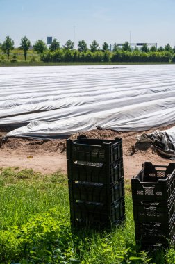 Kuzey Brabant, Hollanda 'da yeni alınmış kuşkonmaz sebzeleriyle dolu plastik kutular.