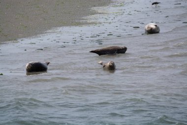 Hayvan koleksiyonu, Oosterschelde, Zeeland, Hollanda 'da alçak gelgit sırasında kumlu sahilde dinlenen bir grup büyük deniz foku.