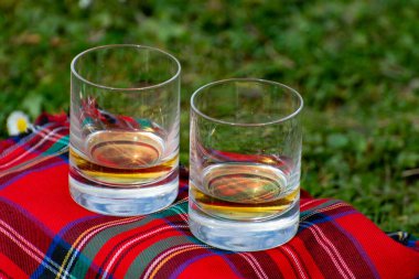 Glasses of Scotch single malt or blended whisky on red tartan on green grass with many white daisy flowers, spring in Scotland clipart