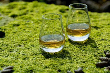 Tek malt veya karışık viski tatmak ve deniz yatağında yeşil yosunlar ve arka planda taşlar İskoçya, İngiltere 'de özel viski imalathanesi turları.