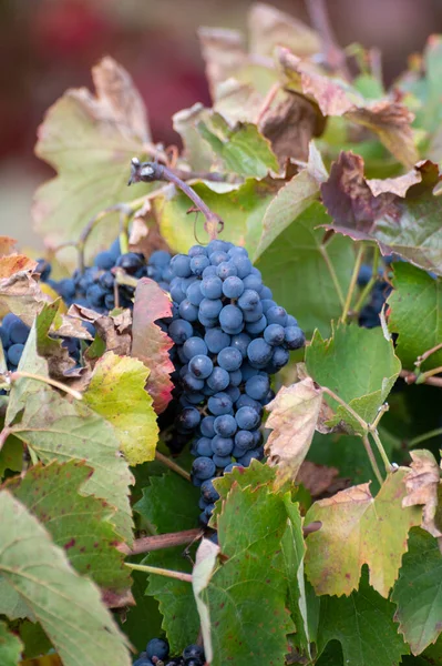 Színes Levelek Érett Fekete Szőlő Douro Folyó Völgyének Teraszos Szőlőültetvényein — Stock Fotó