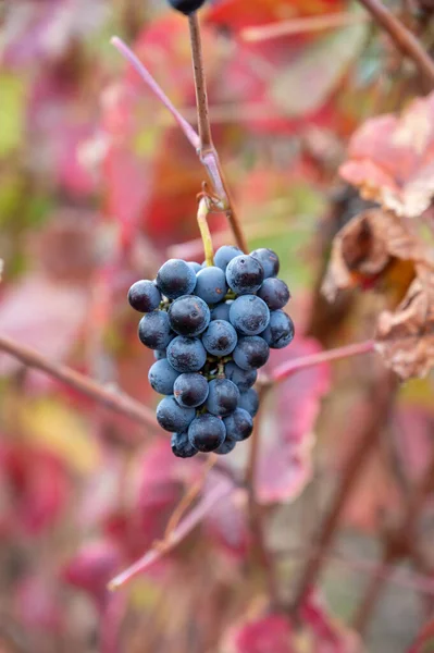 Barevné Listy Zralé Černé Hrozny Terasovitých Vinicích Údolí Řeky Douro — Stock fotografie