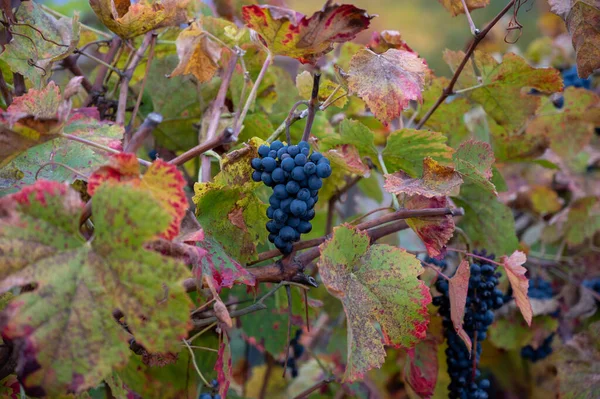 Färgglada Blad Och Mogna Svarta Druvor Terrasserade Vingårdar Douros Floddal — Stockfoto