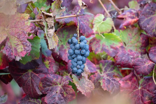Kleurrijke Bladeren Rijpe Zwarte Druiven Terrasvormige Wijngaarden Van Douro Rivier — Stockfoto