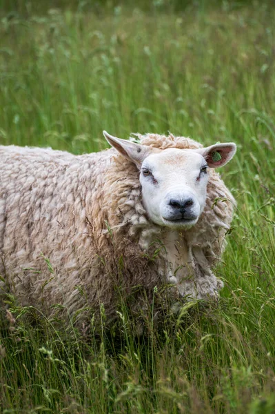 Djursamling Unga Och Gamla Får Betar Gröna Ängar Schouwen Duiveland — Stockfoto