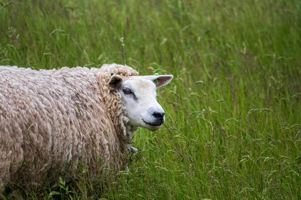 Animal collection, young and old sheeps grazing on green meadows on Schouwen-Duiveland, Zeeland, Netherlands along Oosterschelde