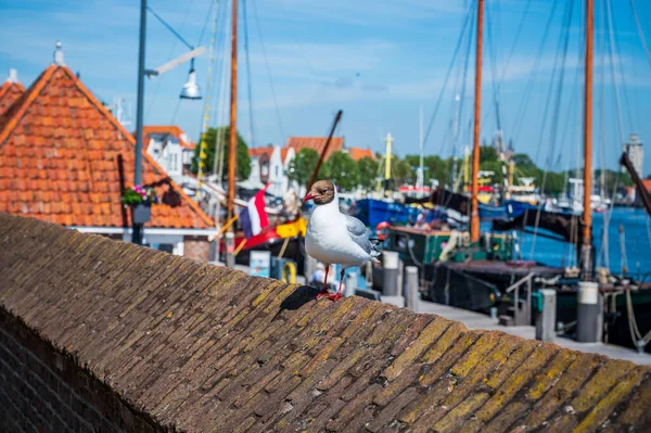 Holland Madárgyűjtemény Fekete Fejű Sirály Chroicocephalus Ridibundus Vagy Mediterrán Sirály — Stock Fotó