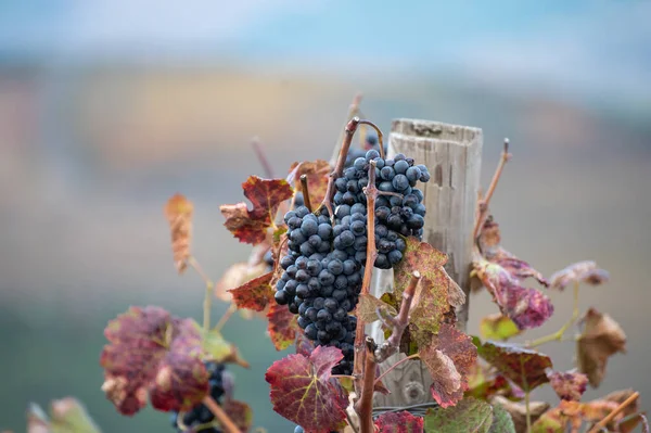 Kolorowe Liście Dojrzałe Czarne Winogrona Tarasowych Winnicach Doliny Rzeki Douro — Zdjęcie stockowe