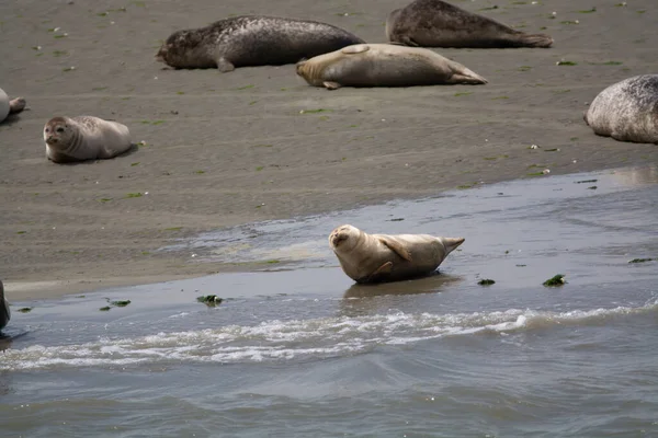 Recolha Animais Grupo Focas Marinhas Que Descansam Praia Areia Durante — Fotografia de Stock