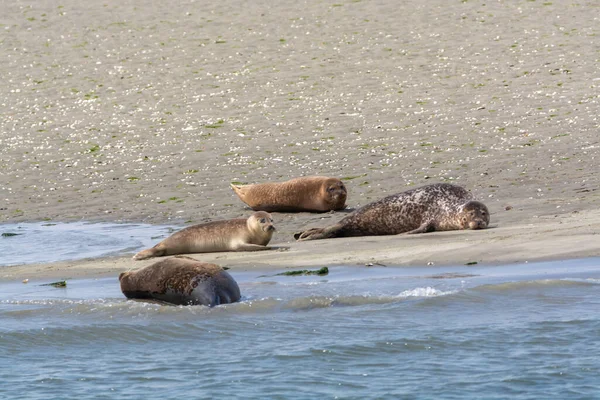 Colección Animales Grupo Grandes Focas Marinas Descansando Playa Arena Durante — Foto de Stock