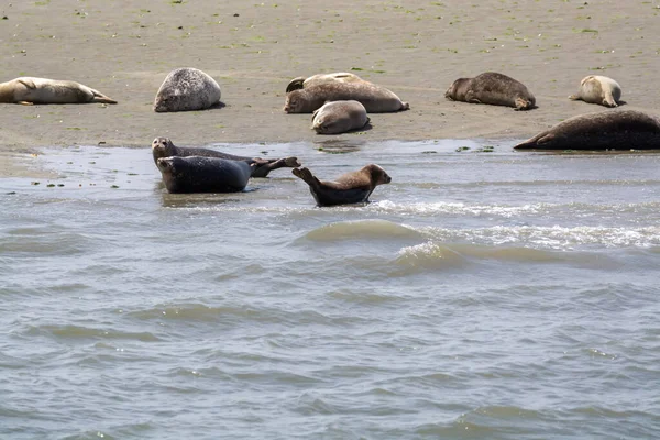 Zvířecí Sbírka Skupina Velkých Mořských Tuleňů Odpočívajících Písečné Pláži Během — Stock fotografie
