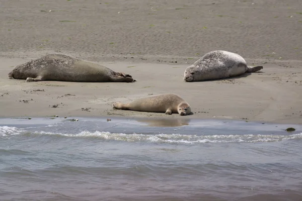 Colección Animales Grupo Grandes Focas Marinas Descansando Playa Arena Durante — Foto de Stock