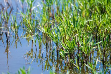 Botanik koleksiyonu, yenilebilir deniz paskalya bitkisi, yazın Tripolium pannonicum, tuzlu bataklıklarda yetişiyor.
