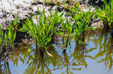 Botanik koleksiyonu, yenilebilir deniz paskalya bitkisi, yazın Tripolium pannonicum, tuzlu bataklıklarda yetişiyor.