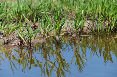 Botanik koleksiyonu, yenilebilir deniz paskalya bitkisi, yazın Tripolium pannonicum, tuzlu bataklıklarda yetişiyor.