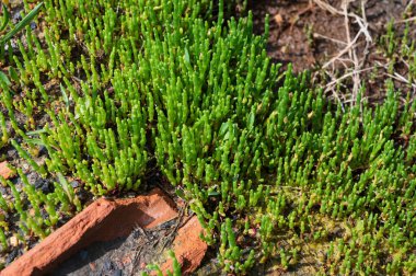 Botanik koleksiyonu, taze, yenilebilir deniz sulu bitki, Salicornia veya deniz gözlüğü otu, tuzlu bataklıklarda yetişiyor.