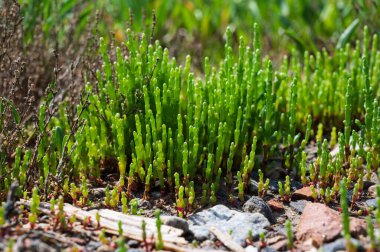 Botanik koleksiyonu, taze, yenilebilir deniz sulu bitki, Salicornia veya deniz gözlüğü otu, tuzlu bataklıklarda yetişiyor.