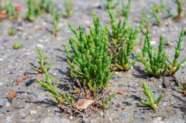Botanik koleksiyonu, taze, yenilebilir deniz sulu bitki, Salicornia veya deniz gözlüğü otu, tuzlu bataklıklarda yetişiyor.