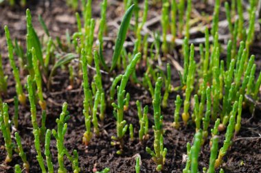 Botanik koleksiyonu, taze, yenilebilir deniz sulu bitki, Salicornia veya deniz gözlüğü otu, tuzlu bataklıklarda yetişiyor.