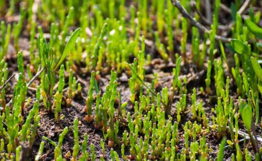 Botanik koleksiyonu, taze, yenilebilir deniz sulu bitki, Salicornia veya deniz gözlüğü otu, tuzlu bataklıklarda yetişiyor.