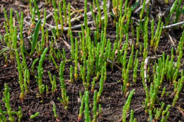 Botanik koleksiyonu, taze, yenilebilir deniz sulu bitki, Salicornia veya deniz gözlüğü otu, tuzlu bataklıklarda yetişiyor.