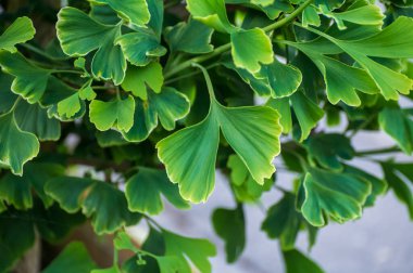 Botanik koleksiyonu, genç yeşil sazlıklar tıbbi bitki ginkgo biloba yakın çekim