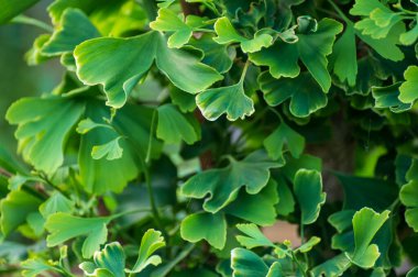 Botanik koleksiyonu, genç yeşil sazlıklar tıbbi bitki ginkgo biloba yakın çekim