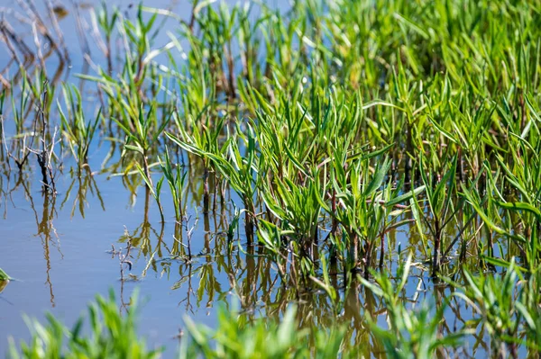 Botanik koleksiyonu, yenilebilir deniz paskalya bitkisi, yazın Tripolium pannonicum, tuzlu bataklıklarda yetişiyor.