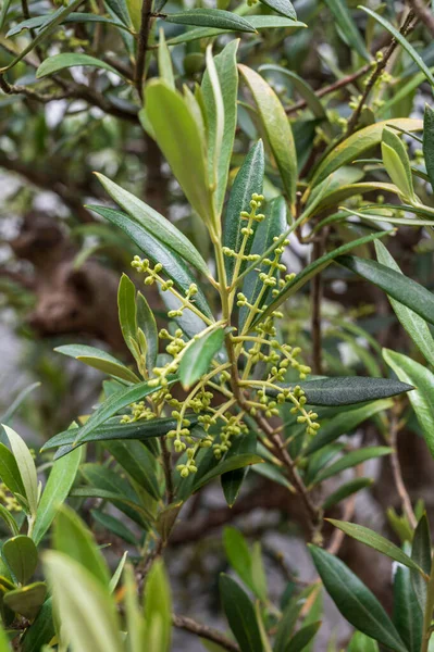 Blühen Des Grünen Olivenbaums Frühling Aus Nächster Nähe — Stockfoto