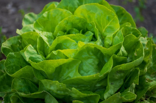 Agriculture Écologique Aux Pays Bas Plantations Jeunes Salades Laitue Verte — Photo