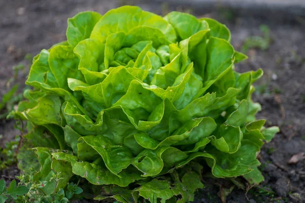 Eco Farming Netherlands Plantations Young Green Saluce Salade Plants Healthy — стоковое фото