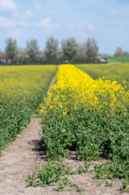 Botanik koleksiyonu, yağlı tohum Brassica napus parlak sarı çiçekli bitki, petrol zengini tohumu, sebze yağı ve protein yemeği kaynağı, bahçedeki çiçekler