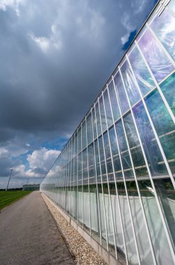 Hollanda 'da tarım, organik sebze ve meyve yetiştirmek için kullanılan büyük cam seralar, Zeeland' de çiçekler.