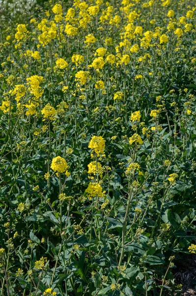 Ботаническая Коллекция Rapeseed Brassica Napus Ярко Желтое Цветущее Растение Культивируемое — стоковое фото